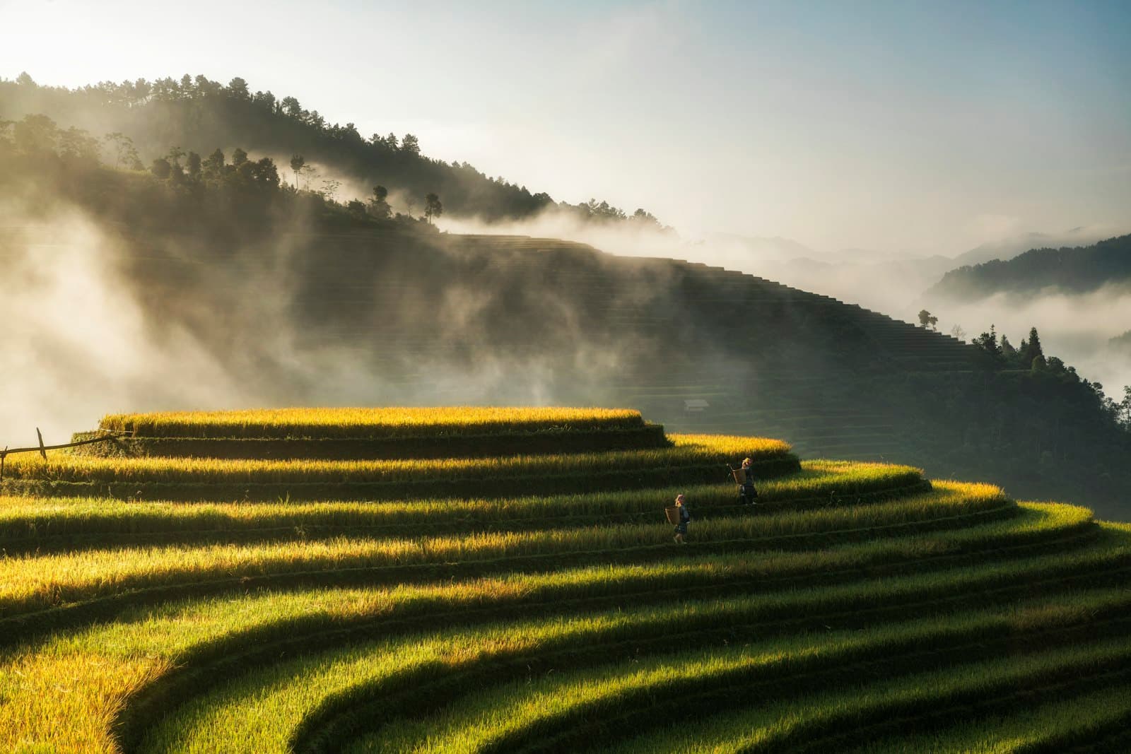 Ruộng bậc thang lúa chín và sương sớm trên núi
